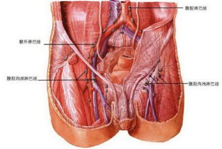腹股沟淋巴结位置图 腹股沟淋巴结 腹股沟淋巴结-分类，腹股沟淋巴结-位置