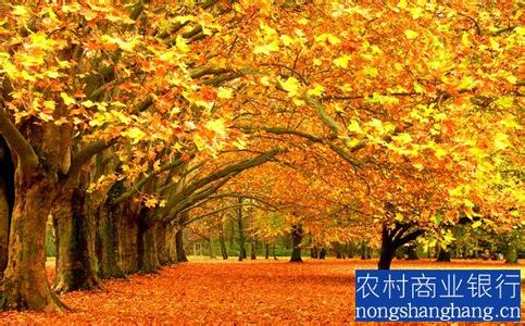 形容秋天落叶的诗词 形容秋天落叶的诗句
