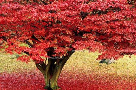 美国红枫树 美国红枫树-习性特点，美国红枫树-主要性状