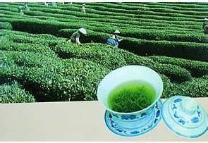 梅龙茶 梅龙茶 梅龙茶-简介，梅龙茶-产地