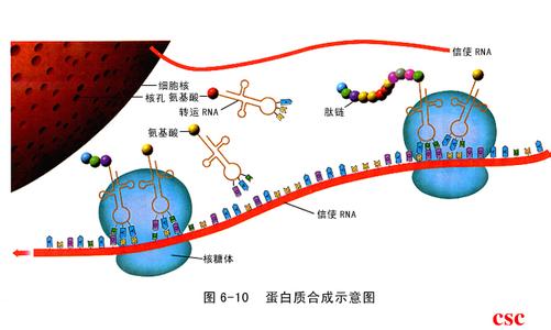 核糖体rna 核糖体RNA基因