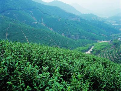 山茶花的生长地 西山茶 西山茶-基本简介，西山茶-生长环境