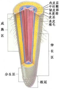 原形成层发育形成什么 原形成层