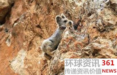 伊犁鼠兔 伊犁鼠兔在中国哪出现？