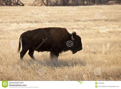 北美野牛 北美野牛 北美野牛-简介，北美野牛-物种历史