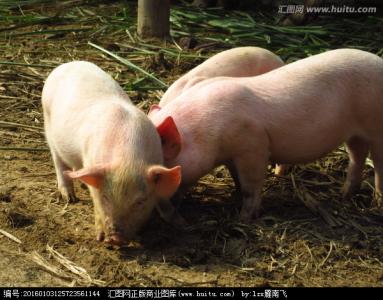 猪崽饲养员 猪崽 猪崽-基本信息，猪崽-一 新生、哺乳猪崽饲养注意事项