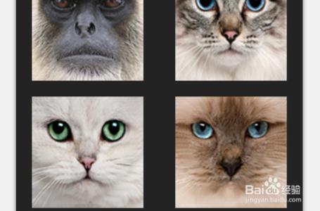 猥琐猫人脸表情包 如何做神奇的人脸变猫脸图片？