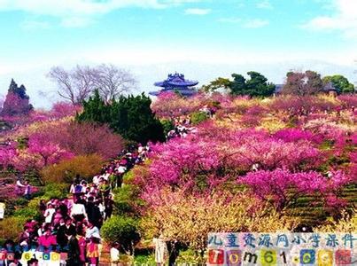 春到梅花山教案 春到梅花山