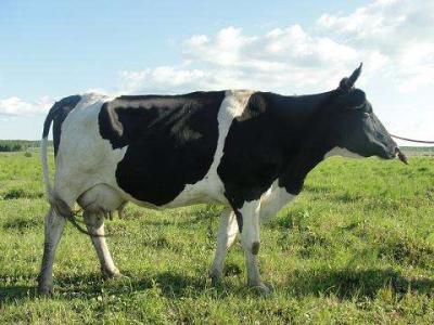 荷斯坦奶牛 中国荷斯坦奶牛 中国荷斯坦奶牛-中国荷斯坦奶牛，中国荷斯坦奶牛
