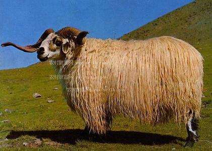 吉林省生物种类与分布 藏羊 藏羊-藏羊，藏羊-种类及分布