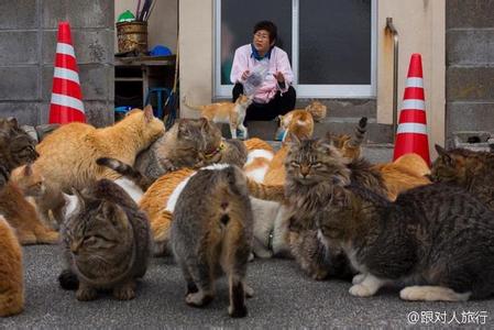 日本 猫岛 猫岛 猫岛-日本猫岛，猫岛-印度猫岛