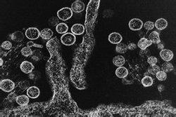 汉坦病毒 汉坦病毒 汉坦病毒-科学分类，汉坦病毒-生物学特性