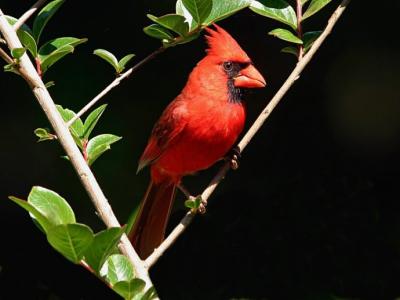 北美红雀 北美红雀 北美红雀-介绍，北美红雀-体形特征
