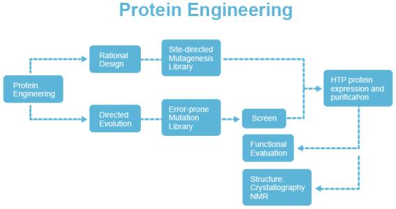 蛋白质工程的基本途径 蛋白质工程 蛋白质工程-简介，蛋白质工程-基本途径