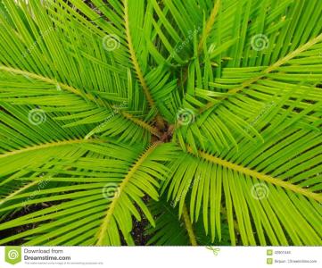 棕榈油基本面分析ppt 棕榈叶 棕榈叶-棕榈叶，棕榈叶-基本内容