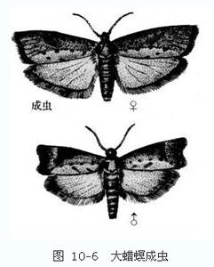形态特征 黑粉虫 黑粉虫-形态特征，黑粉虫-饲养方法
