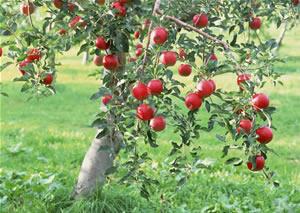 苹果树的栽培 苹果树