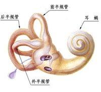 半规管功能减退 半规管 半规管-位置结构，半规管-功能