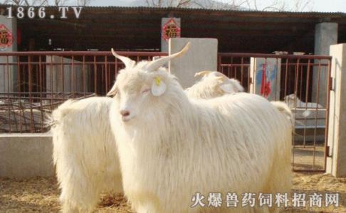 中国简介概况 绒山羊 绒山羊-简介，绒山羊-概况
