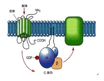 g蛋白偶联受体结构 G蛋白偶联受体 G蛋白偶联受体-简介，G蛋白偶联受体-结构