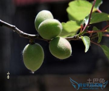 山杏 山杏-形态特征，山杏-生长习性