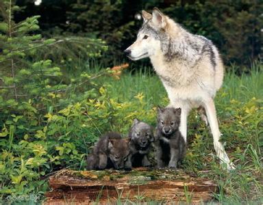 物种名称 西北狼 西北狼-物种名称，西北狼-我国情况