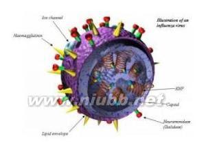 流感病毒分类 流感病毒 流感病毒-概述，流感病毒-病毒分类