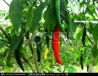 青椒种植 青椒 青椒-简介，青椒-种植