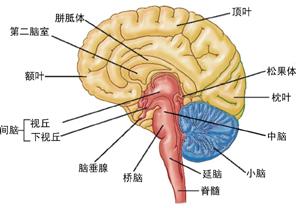 知觉的基本特征 知觉 知觉-基本特征，知觉-神经生理