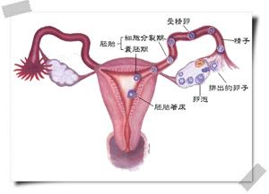排卵障碍需要检查什么 排卵障碍 排卵障碍-什么是排卵障碍，排卵障碍-检查项目