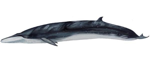 松树的外形特征 长须鲸 长须鲸-基本信息，长须鲸-外形特征