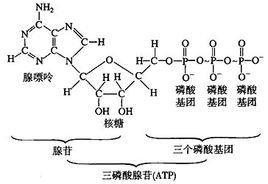 磷酸的性质 磷酸 磷酸-来源，磷酸-性质
