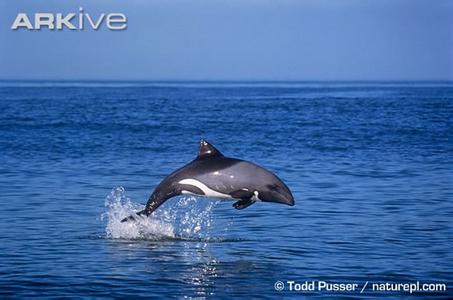 花斑喙头海豚 喙头海豚 喙头海豚-中文学名，喙头海豚-物种信息