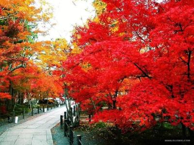 北京香山枫叶 北京香山火红枫叶风景图片