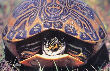 火焰龟 火焰龟 火焰龟-介绍，火焰龟-范围