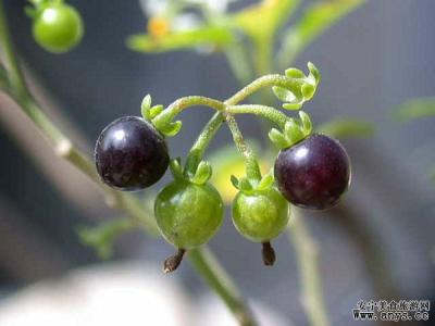 茄科植物 尼古丁[茄科植物中的一种杂环化合物] 尼古丁[茄科植物中的一种杂