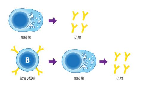 效应t细胞 效应B细胞