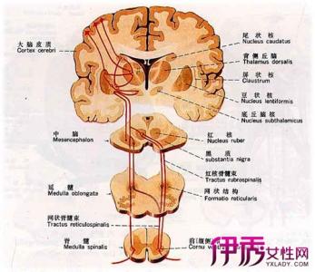 脊髓小脑性共济失调 脊髓小脑性共济失调 脊髓小脑性共济失调-概述，脊髓小脑性共济失