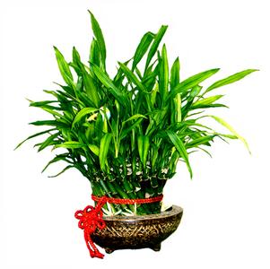 客厅放什么植物最好 富贵竹
