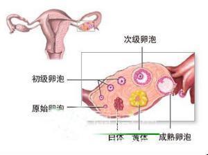 卵巢黄体破裂 卵巢黄体破裂 卵巢黄体破裂-卵巢黄体破裂-临床表现，卵巢黄体破