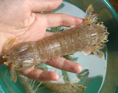 形态特征 濑尿虾 濑尿虾-简介，濑尿虾-形态特征