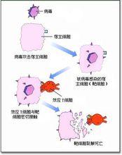 效应t细胞的作用 效应T细胞 效应T细胞-作用过程
