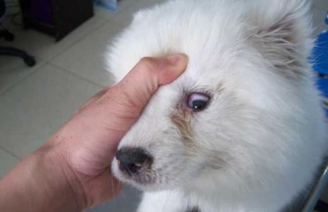 犬瘟热初期症状图片 犬瘟热的症状有哪些