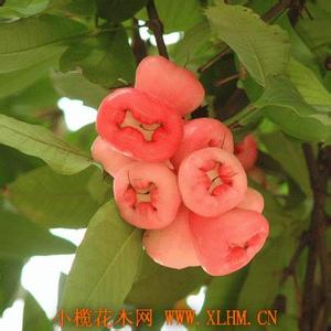 草本植物形态特征 桃金娘[植物] 桃金娘[植物]-形态特征，桃金娘[植物]-繁殖方法
