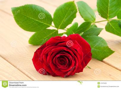 玫瑰木 玫瑰木-形态特征，玫瑰木-生长习性