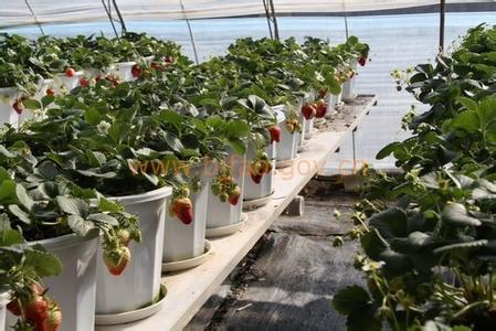 盆栽草莓冬天怎么办 盆栽草莓的种植方法
