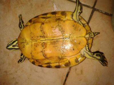 火焰龟如何养才能红 火焰龟怎么养