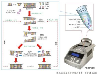 pcr反应原理 PCR PCR-反应，PCR-技术原理