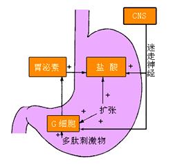 胃酸分泌机制 胃酸 胃酸-概述，胃酸-分泌机制