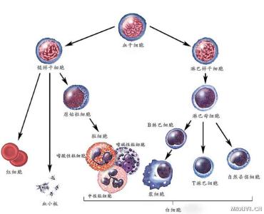 造血干细胞移植过程 造血干细胞 造血干细胞-简介，造血干细胞-形成过程